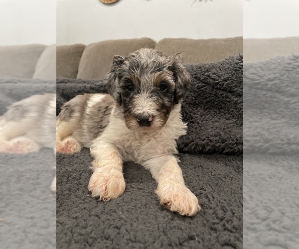 Medium Photo #15 Bernedoodle Puppy For Sale in ZEELAND, MI, USA