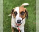 Small Beagle