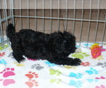 Small #3 Poodle (Toy)-Zuchon Mix