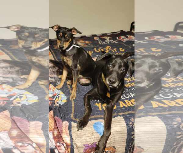 Medium Photo #5 Doberman Pinscher-Retriever  Mix Puppy For Sale in Virginia Beach, VA, USA