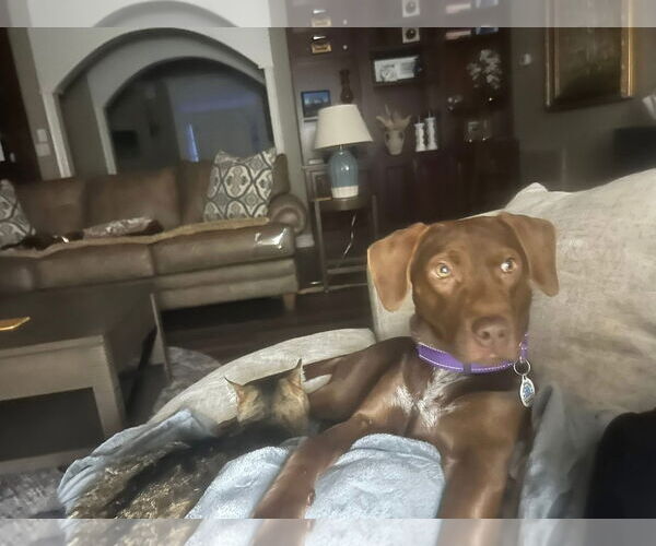 Medium Photo #5 German Shorthaired Lab Puppy For Sale in Wakefield, RI, USA