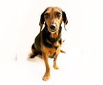 Small #6 Dachshund