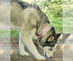 Small #1 Huskies  Mix