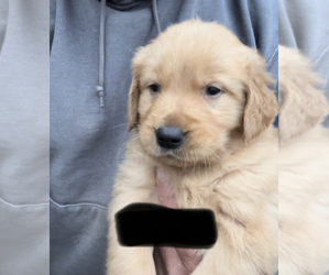 Golden Retriever Puppy for Sale in RICHLAND, Missouri USA