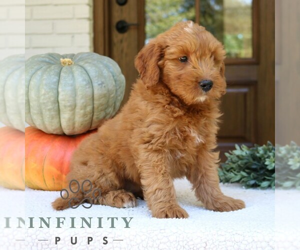 Medium Photo #2 Goldendoodle (Miniature) Puppy For Sale in PARADISE, PA, USA