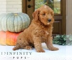 Small #1 Goldendoodle (Miniature)