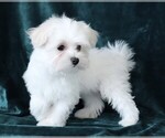 Small #3 Maltese