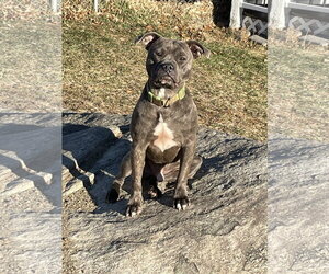 Andy II - Male Bulldog-Unknown Mix Dog for Adoption - Photo #4
