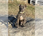 Small #3 Bulldog Mix