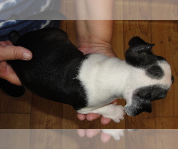Medium Photo #2 Boston Terrier Puppy For Sale in BEND, OR, USA