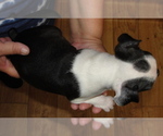 Small Photo #13 Boston Terrier Puppy For Sale in BEND, OR, USA