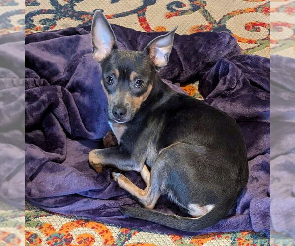 Medium Photo #1 Mutt Puppy For Sale in St. Louis Park, MN, USA