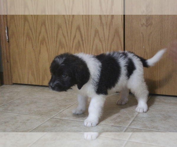 Medium Photo #3 Saint Berdoodle Puppy For Sale in EVART, MI, USA
