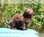 Small #18 ShihPoo