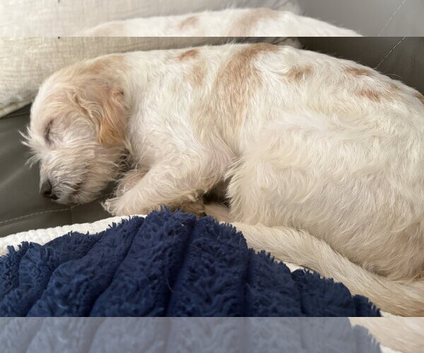 Medium Photo #6 Mutt Puppy For Sale in Sandy, UT, USA