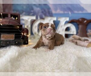 English Bulldog Puppy for sale in OOLOGAH, OK, USA