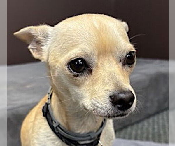 Medium Photo #5 Chihuahua Puppy For Sale in Mount Airy, NC, USA