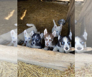 Siberian Husky Puppy for Sale in TIFFIN, Ohio USA