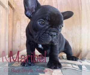 French Bulldog Puppy for sale in TEMPLETON, CA, USA