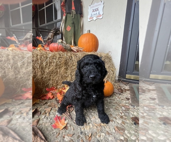 Medium Photo #19 Golden Mountain Doodle  Puppy For Sale in FORT SMITH, AR, USA
