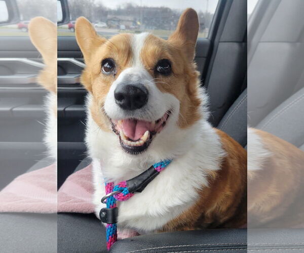 Medium Photo #2 Mutt Puppy For Sale in Denver , CO, USA