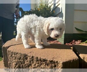 Poodle (Miniature) Puppy for sale in PEYTON, CO, USA