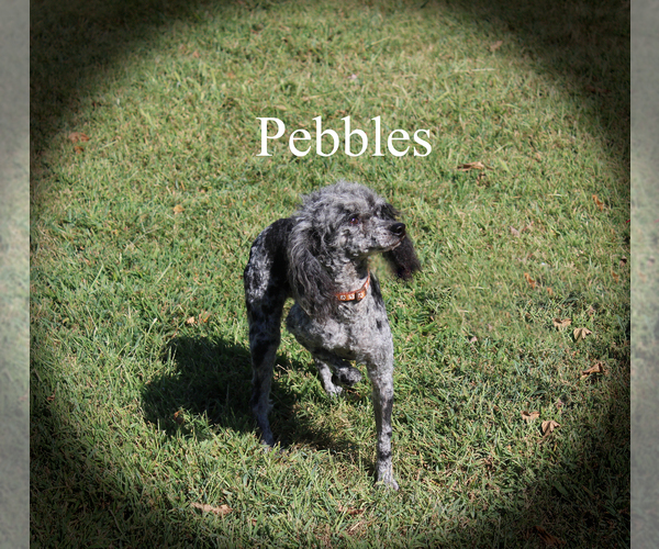 Medium Photo #17 Poodle (Toy) Puppy For Sale in CHANUTE, KS, USA