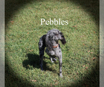 Small #16 Poodle (Toy)