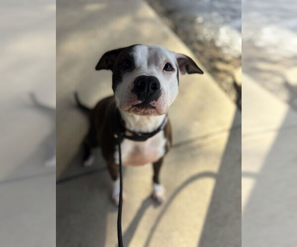 Medium Photo #7 Boxer-Unknown Mix Puppy For Sale in Brewster, NY, USA