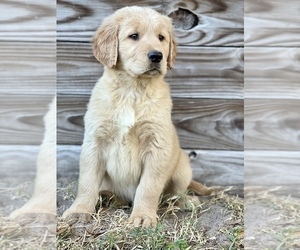 Golden Retriever Puppy for sale in ORLANDO, FL, USA