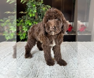 Labradoodle Puppy for sale in GREENWOOD, IN, USA