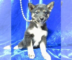 Shiba Inu Puppy for sale in NORWOOD, MO, USA