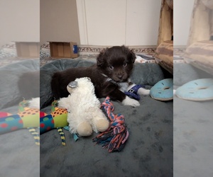 Australian Shepherd Puppy for sale in JEFFERSON CITY, MO, USA