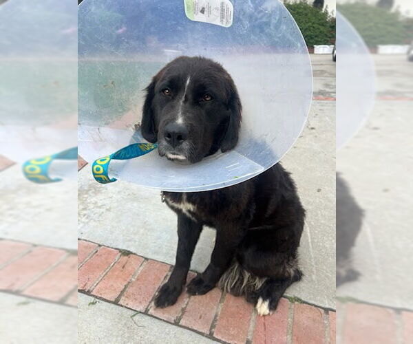 Medium Photo #3 Labrador Retriever-Saint Bernard Mix Puppy For Sale in San Diego, CA, USA