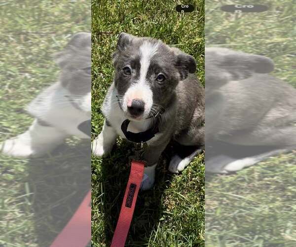 Medium Photo #6 Mutt Puppy For Sale in Oakhurst, NJ, USA