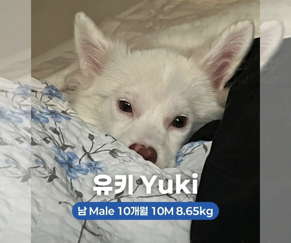 Medium Photo #1 Unknown-pomeranian spitz Mix Puppy For Sale in Agoura Hills, CA, USA