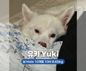 Unknown-pomeranian spitz Mix Dogs for adoption in Agoura Hills, CA, USA