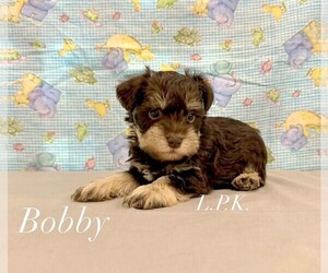 Schnauzer (Miniature) Puppy for Sale in WINNSBORO, Louisiana USA