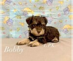 Image preview for Ad Listing. Nickname: Mini Bobby male