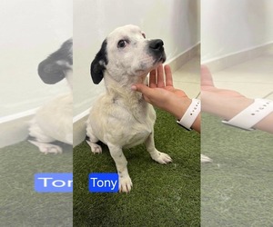 Medium Basset Hound-Jack Russell Terrier Mix