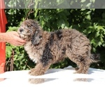 Small #11 Bernedoodle (Miniature) (+ Poodle Miniature)