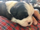 Small Photo #5 Boston Terrier-Cavalier King Charles Spaniel Mix Puppy For Sale in SMITHFIELD, VA, USA