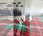 Small Photo #8 English Bulldog Puppy For Sale in CAPE CORAL, FL, USA