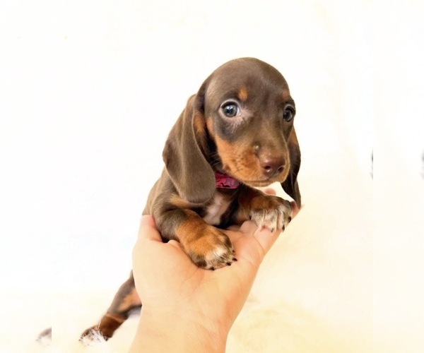 Medium Photo #6 Dachshund Puppy For Sale in DAVIS, CA, USA