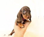 Small #5 Dachshund