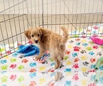 Small #9 Cavapoo mix (+ Poodle Miniature)