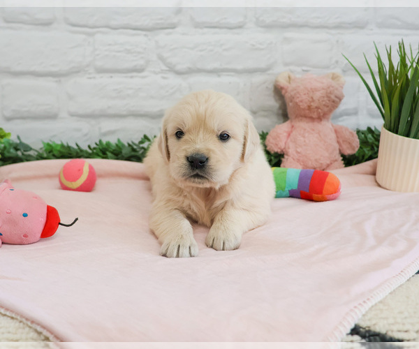 Medium Photo #2 English Cream Golden Retriever Puppy For Sale in SYRACUSE, IN, USA