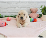Small #1 English Cream Golden Retriever