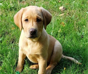 Labrador Retriever Puppy for sale in FEDERAL WAY, WA, USA