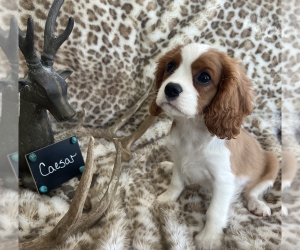 Medium Photo #4 Cavalier King Charles Spaniel Puppy For Sale in ABILENE, TX, USA